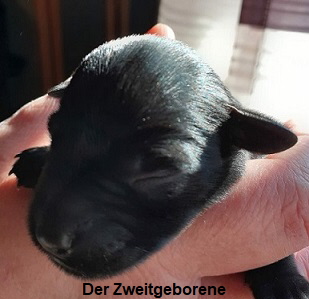28.02. Zweiter Welpe