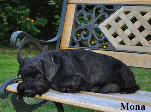 280512 Mona Welpen 002