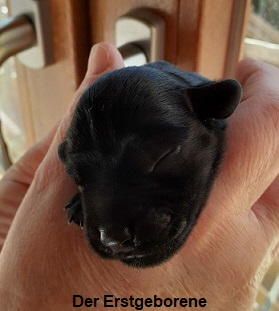 Erstgeborener
