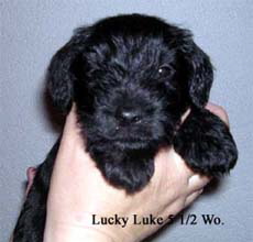 LuckyLuke5_5wo_Kopie