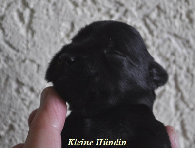 Monas Welpen 290412 00202 Monas Welpen 290412 00202