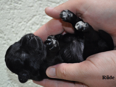 Monas Welpen 290412 00303 Monas Welpen 290412 00303