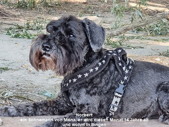 Norbert