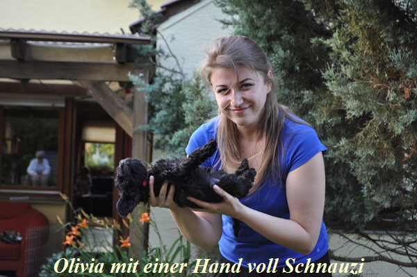 Olivia-schnauzi