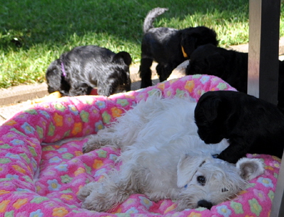 Paula Welpen 01.07.13 001