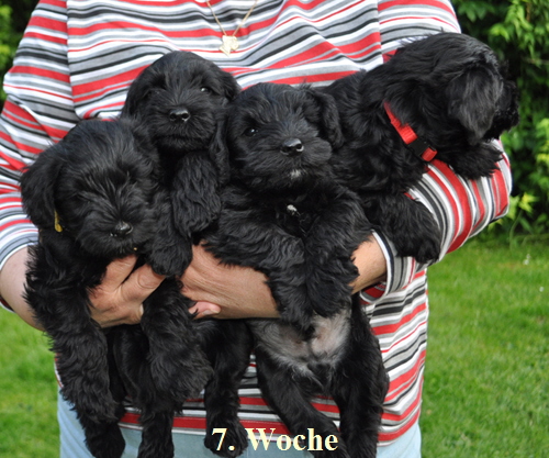 Paula Welpen 01.07.13 04602