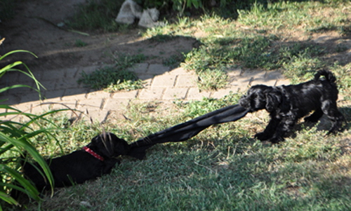 Paula Welpen 01.07.13 08902