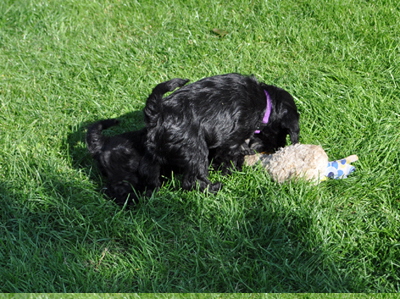 Paula Welpen 01.07.13 09302