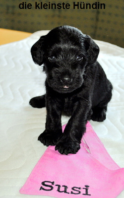 Paula Welpen 09.06.13 01903