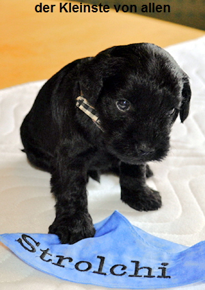 Paula Welpen 09.06.13 00704