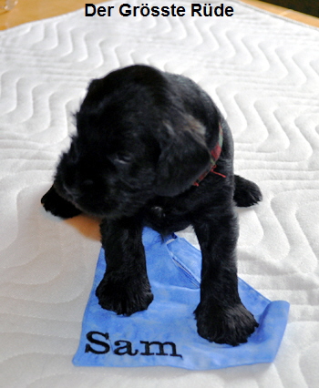 Paula Welpen 09.06.13 00103