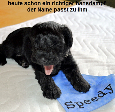 Paula Welpen 09.06.13 00602