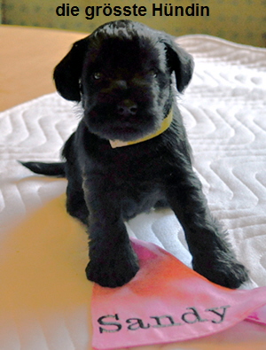 Paula Welpen 09.06.13 00903