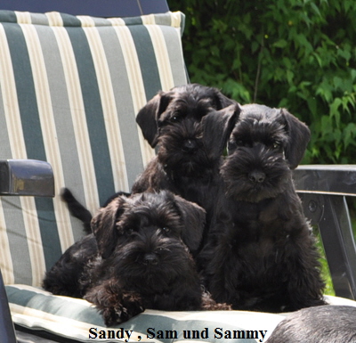 Paula Welpen 10.08.13 00904