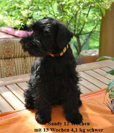 Paula Welpen 10.08.13 04102