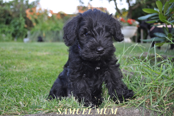 Paula Welpen 11.07kopie