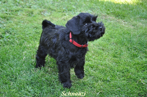 Paula Welpen 12.07.13 012