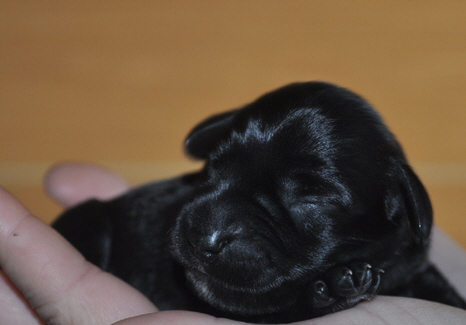 Paula Welpen 17.05.13 023