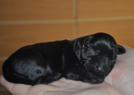 Paula Welpen 17.05.13 022