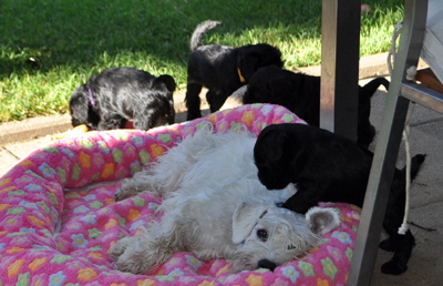 Paula Welpen 23.06.13 001