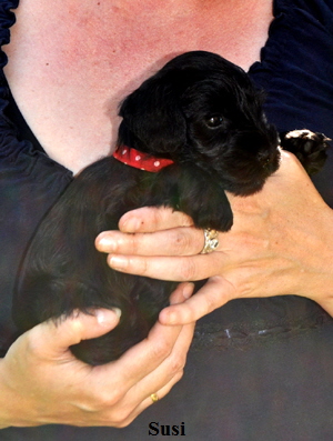 Paula Welpen 23.06.13 030