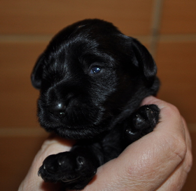 Paula Welpen 26.05.13 007