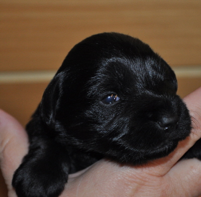 Paula Welpen 26.05.13 008