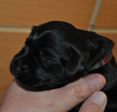 Paula Welpen 26.05.13 010