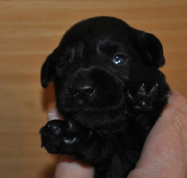 Paula Welpen 26.05.13 01103