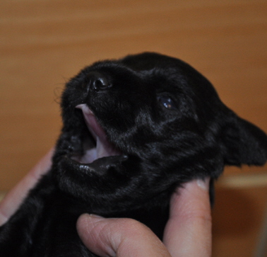 Paula Welpen 26.05.13 012