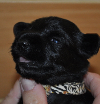 Paula Welpen 26.05.13 013