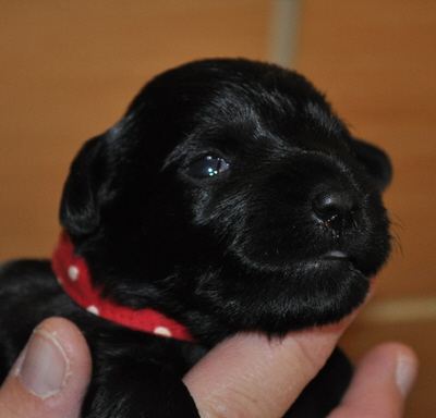 Paula Welpen 26.05.13 014