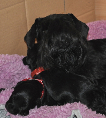 Paula Welpen 28.05.13 00103