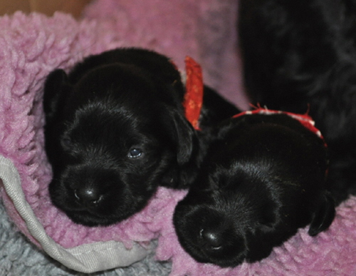 Paula Welpen 28.0505