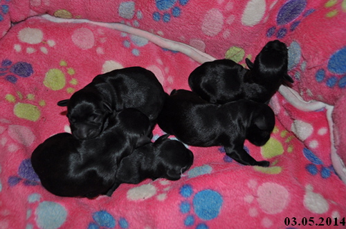 Paula Welpen Geburt 020514 01604