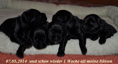 Paula Welpen Geburt 070514 013 Kopie