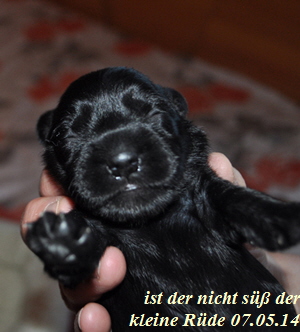 Paula Welpen Geburt 070514 026 Kopie02