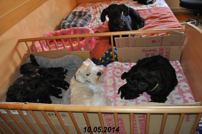 Paula Welpen Geburt 090514 023 Kopie