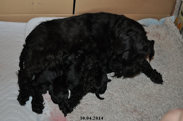 Paula Welpen Geburt 300414 00502