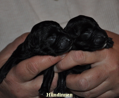 Paula Welpen Geburt 300414 01802