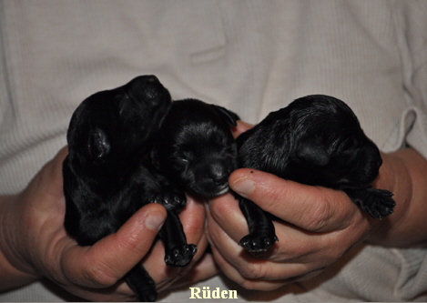 Paula Welpen Geburt 300414 019