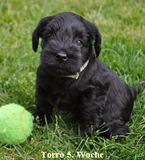 Paula Welpen  030614 012