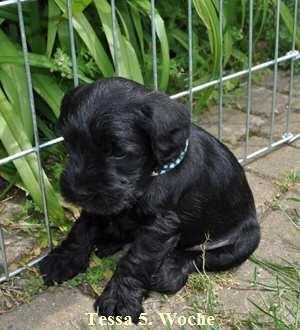 Paula Welpen  040614 004