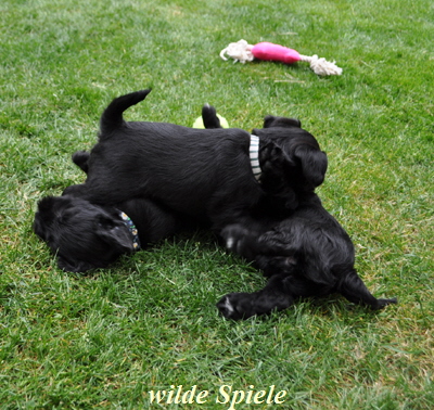 Paula Welpen  040614 014