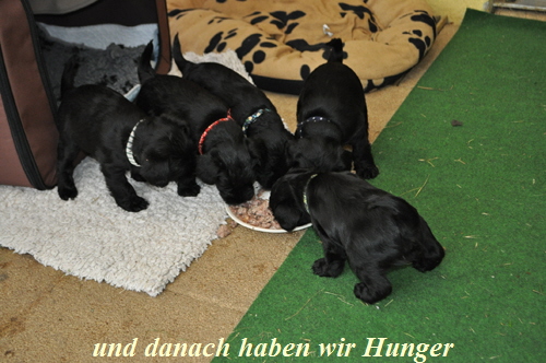 Paula Welpen  040614 025