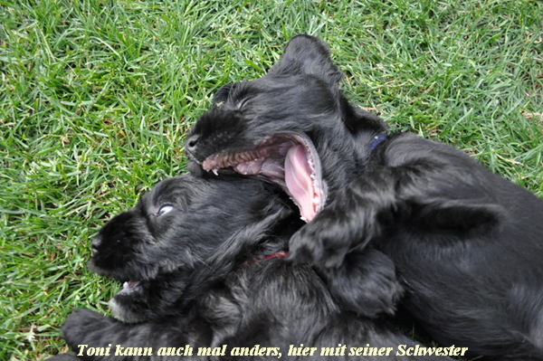 Paula Welpen  060614 025 Kopie02