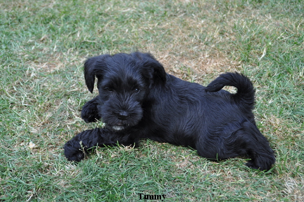 Paula Welpen  140614 010 Kopie