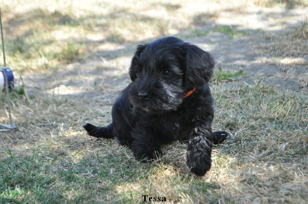 Paula Welpen  150614 016 Kopie