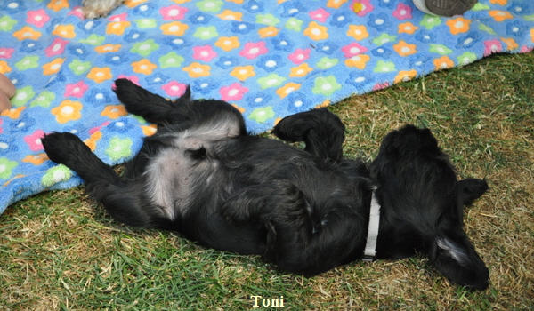 Paula Welpen  150614 049 Kopie