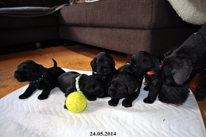 Paula Welpen  240514 008 Kopie02